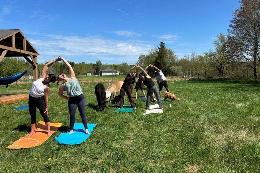 Walk & Lunch With Llamas (Outdoor Dining & Animals) 5