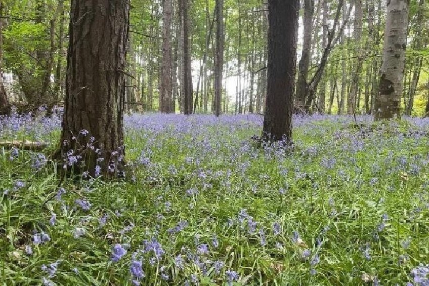Een bos met hoge bomen en een tapijt van blauwe bloemen. 4