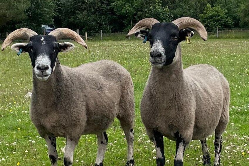 Twee schapen met grote horens in een grasveld. 3