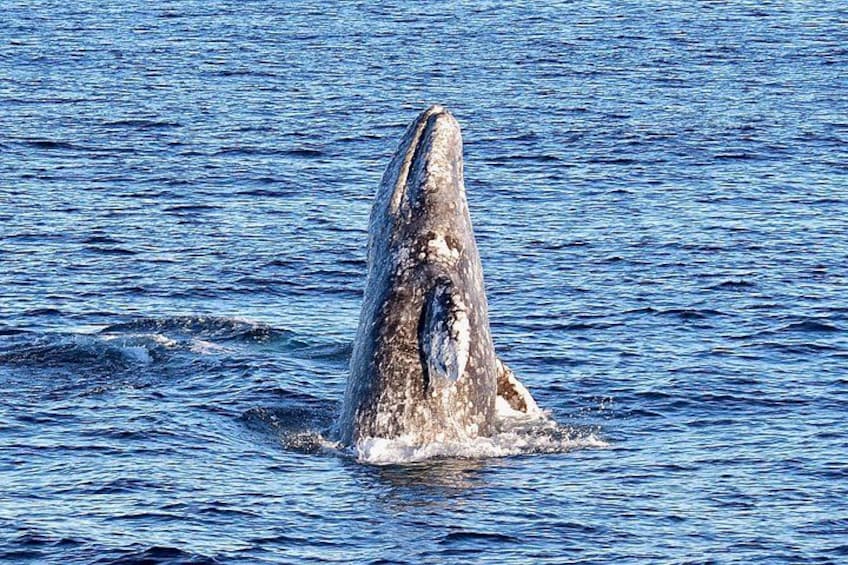 Guided Whale Watching Tour from Long Beach 4
