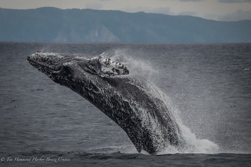 Guided Whale Watching Tour from Long Beach 4