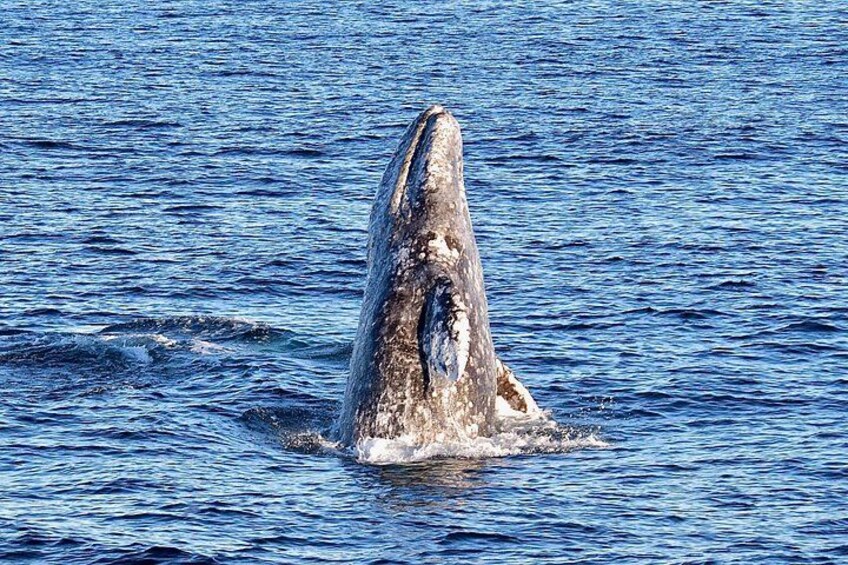 Guided Whale Watching Tour from Long Beach 4