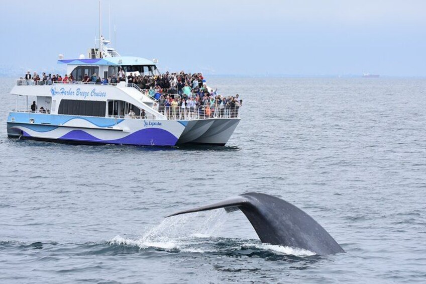 Guided Whale Watching Tour from Long Beach 5