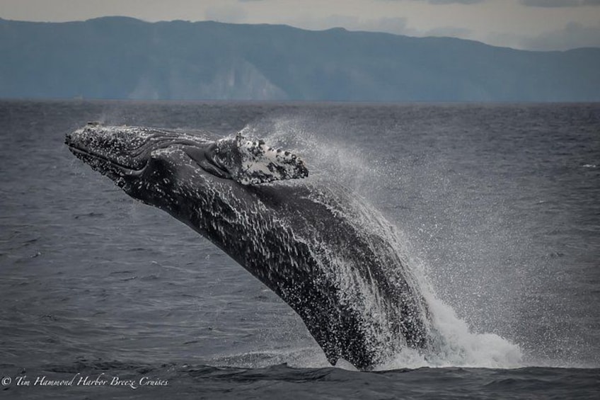 Guided Whale Watching Tour from Long Beach 3