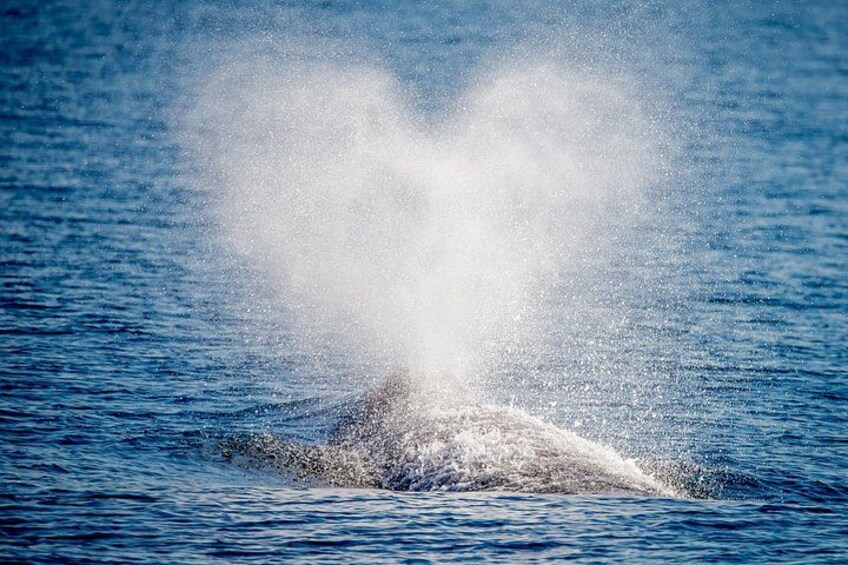 Guided Whale Watching Tour from Long Beach 5