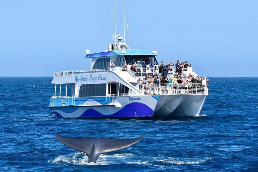 Guided Whale Watching Tour from Long Beach 1