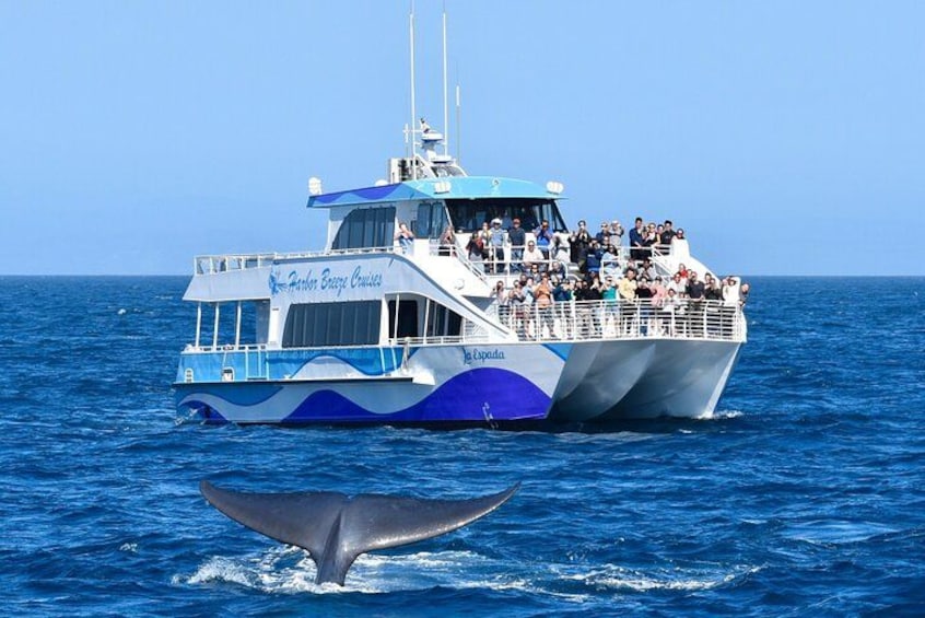 Un bateau de tourisme pour l’observation des baleines, avec des passagers qui observent la queue d’une baleine. 1