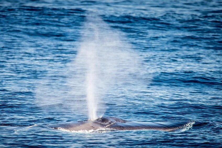 Guided Whale Watching Tour from Long Beach 3