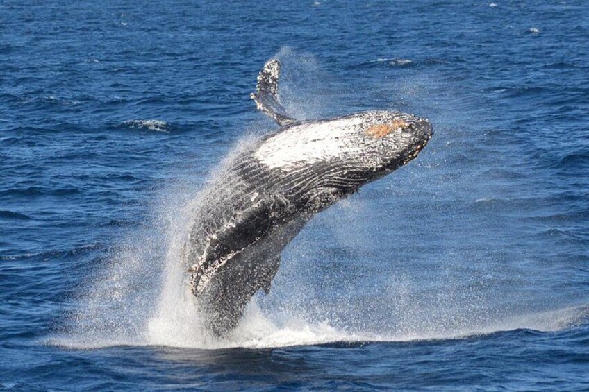 Guided Whale Watching Tour from Long Beach 4