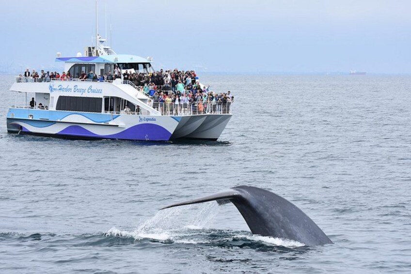 Guided Whale Watching Tour from Long Beach 2