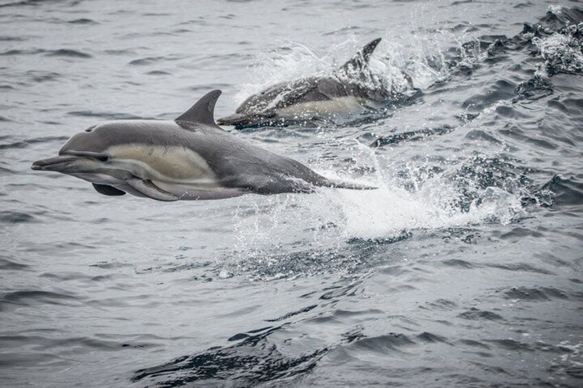Guided Whale Watching Tour from Long Beach 3
