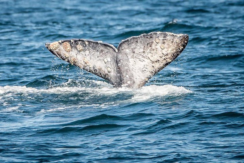 Guided Whale Watching Tour from Long Beach 3