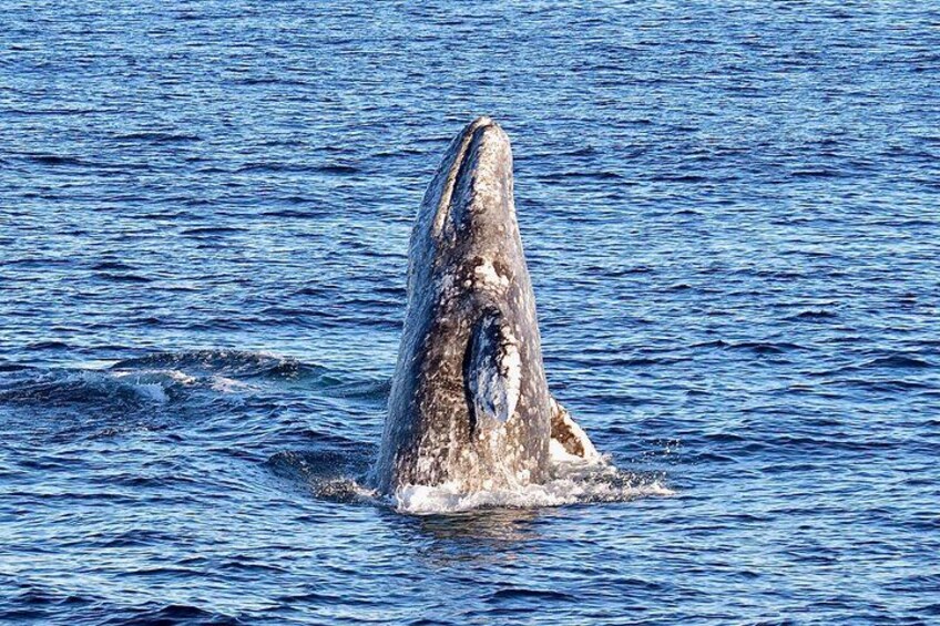 Guided Whale Watching Tour from Long Beach 4