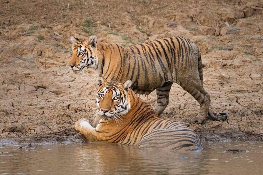 To tigre i et tørt, revnet landskab, hvor den ene tiger er delvist dækket af vand. 1