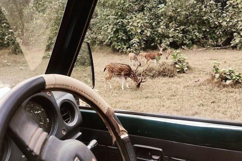 Panna National Park and Tiger Reserve Jeep Safari from Khajuraho 2