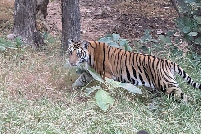 A tiger walking through a grassy area with trees and foliage in the background. 2