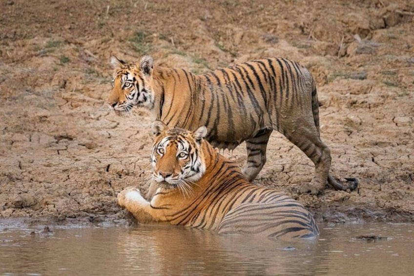 Two tigers near a water body in a dry landscape. 1