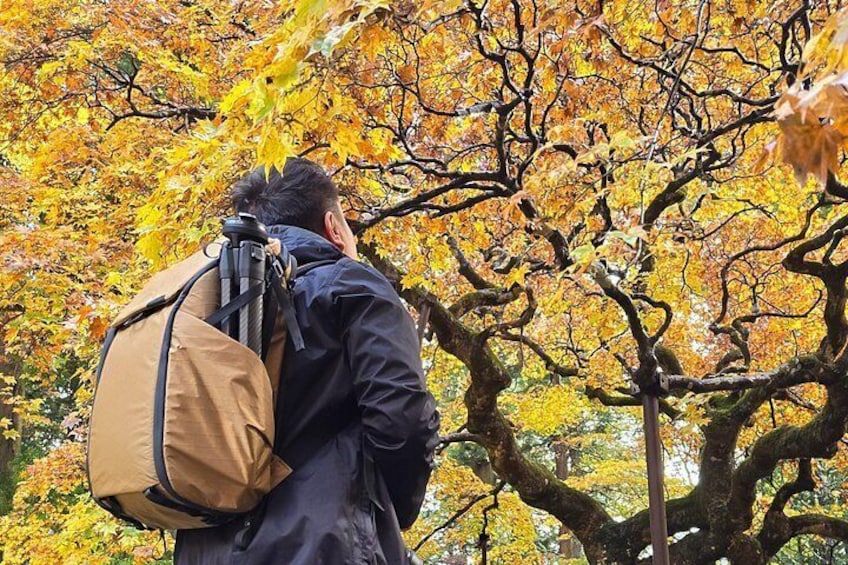 Eine Person mit Rucksack steht unter einem Baum mit gelben Blättern. 5