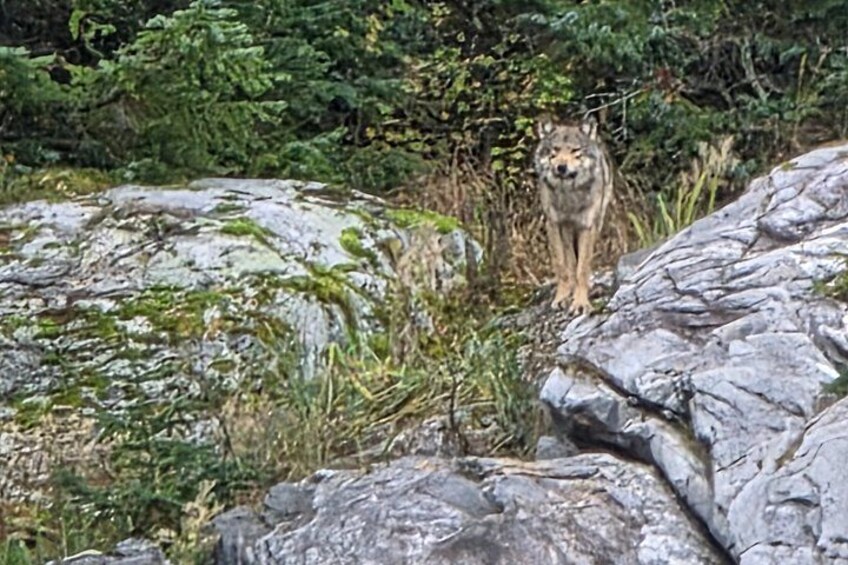 Un lobo de pie sobre un saliente rocoso rodeado de vegetación densa. 5