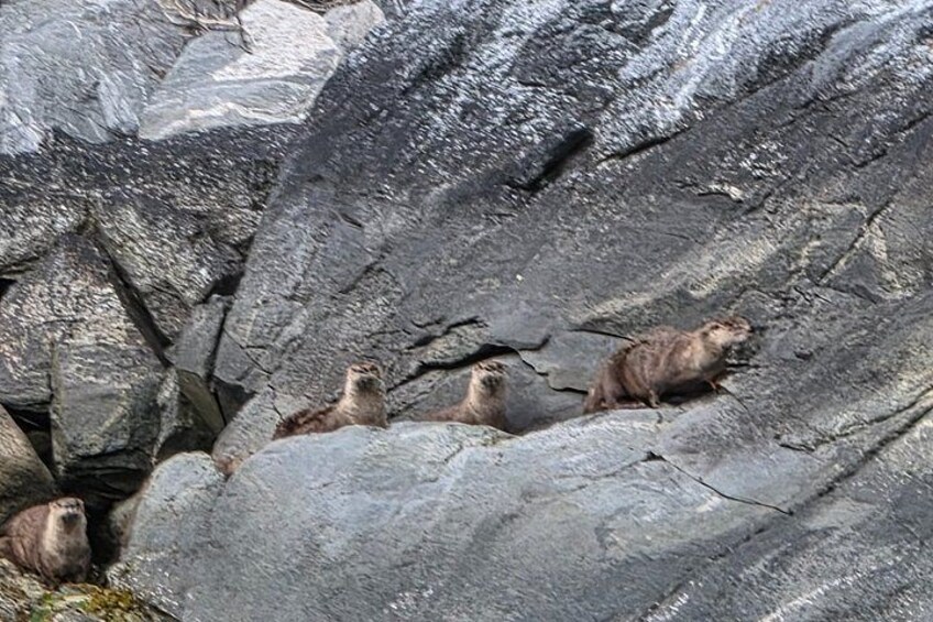 Un grupo de marmotas sobre terreno rocoso. 3