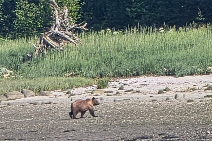 Un oso caminando sobre una costa rocosa con hierba y árboles al fondo. 4