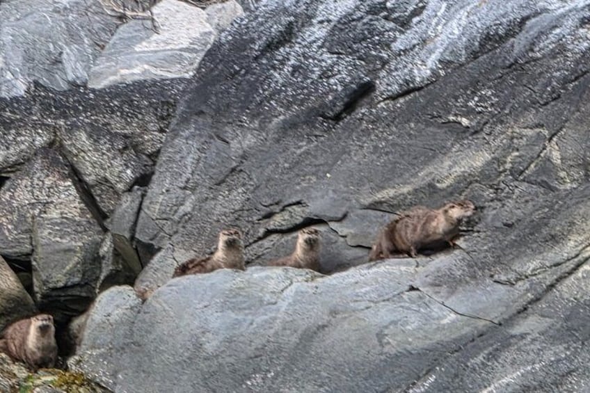 Waterfalls & Wildlife Scenic Cruise - Skagway, Alaska 4