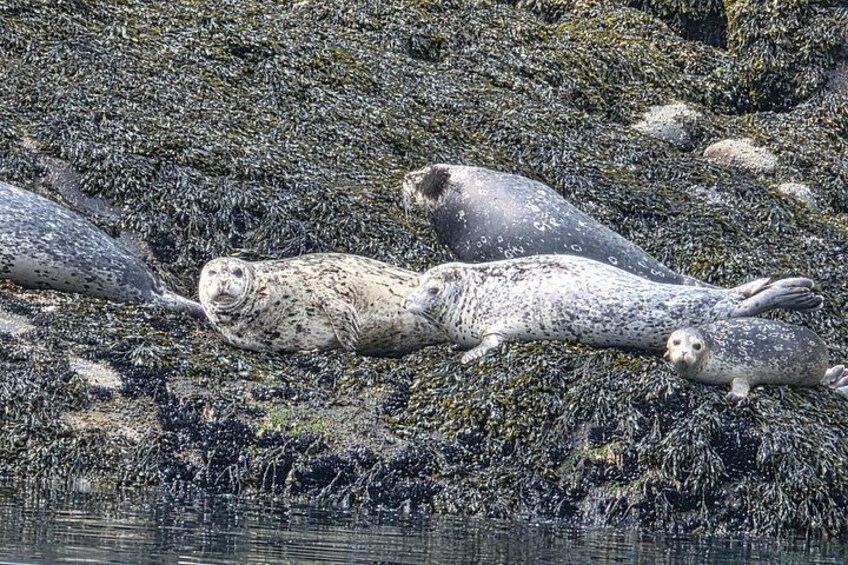 Waterfalls & Wildlife Scenic Cruise - Skagway, Alaska 4