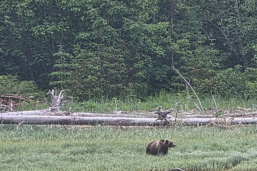 Waterfalls & Wildlife Scenic Cruise - Skagway, Alaska 4