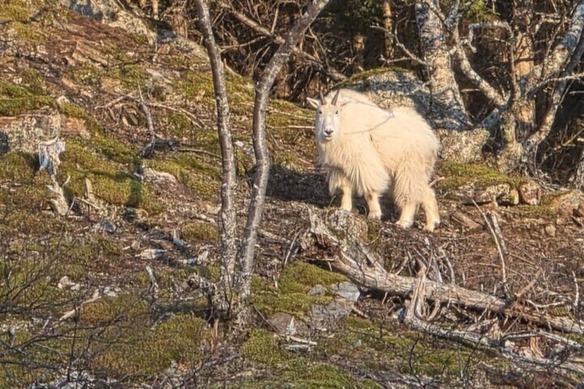 Waterfalls & Wildlife Scenic Cruise - Skagway, Alaska 5