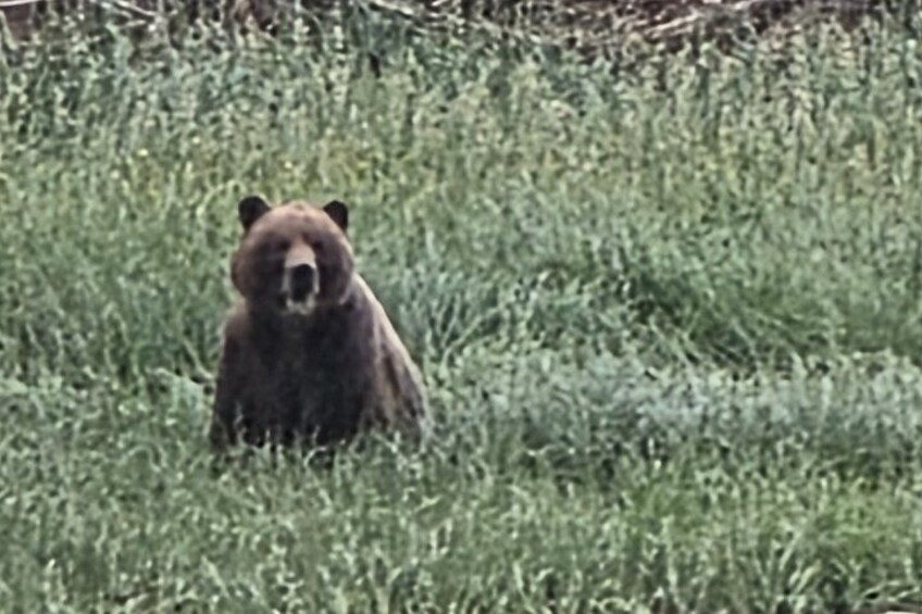 Waterfalls & Wildlife Scenic Cruise - Skagway, Alaska 3