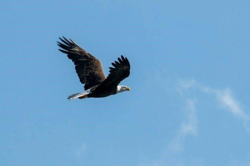 Eagle flying above Kings Bay. 4