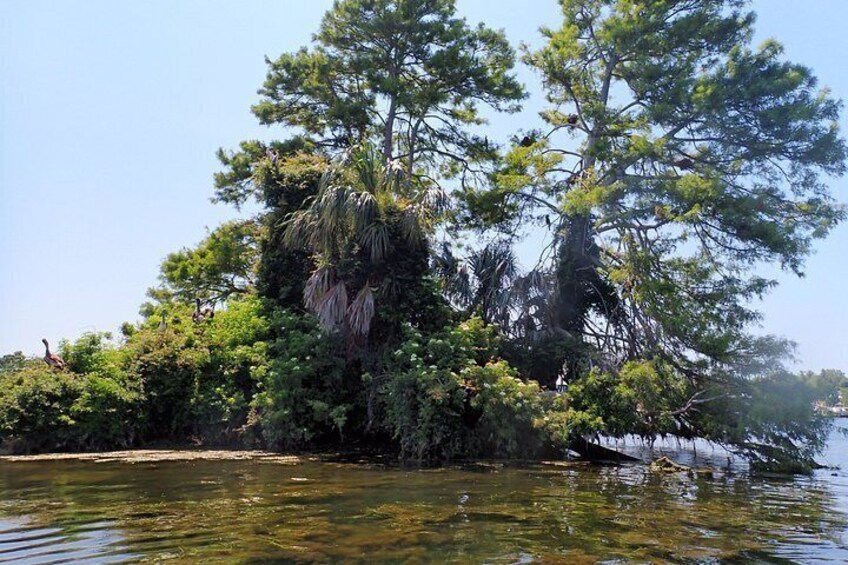 See Crystal River - Mantee & Wildlife Viewing Cruise 3
