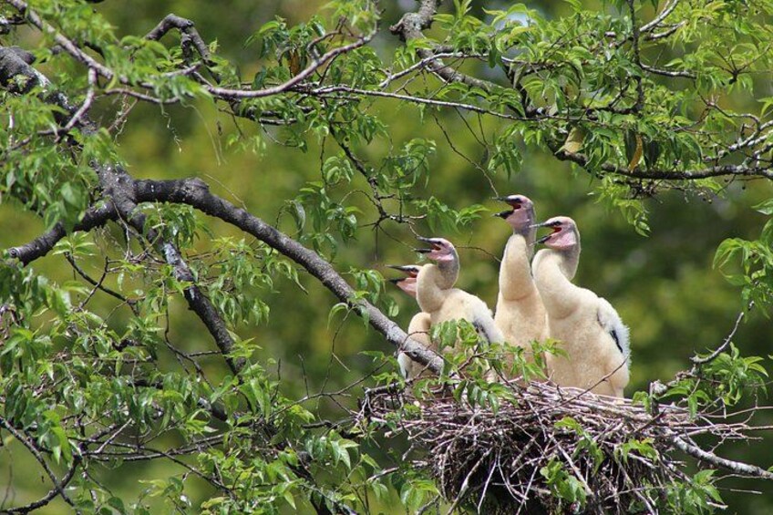 Baby Anhingas in their nest awaiting mom to bring them food 3