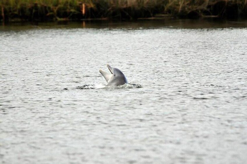 See Crystal River - Mantee & Wildlife Viewing Cruise 4