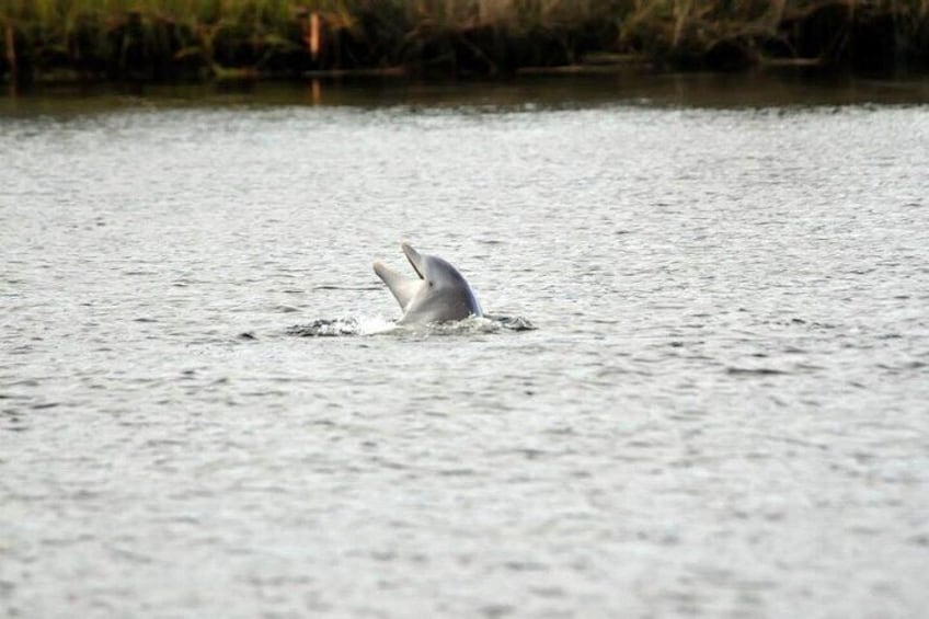 See Crystal River - Mantee & Wildlife Viewing Cruise 4