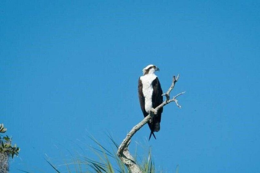 Osprey perched high above the water in search of a meal below. 2
