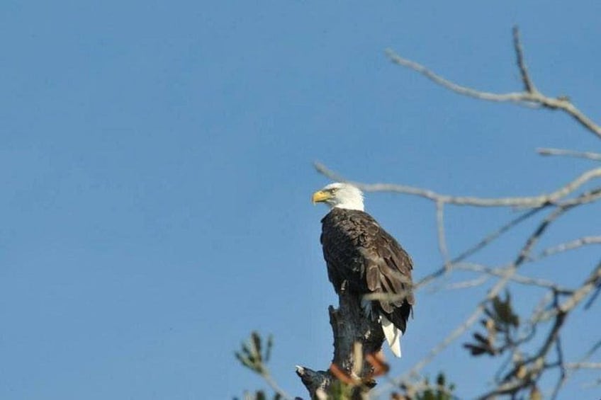 Eagles make their homes on islands in the refuge. 3