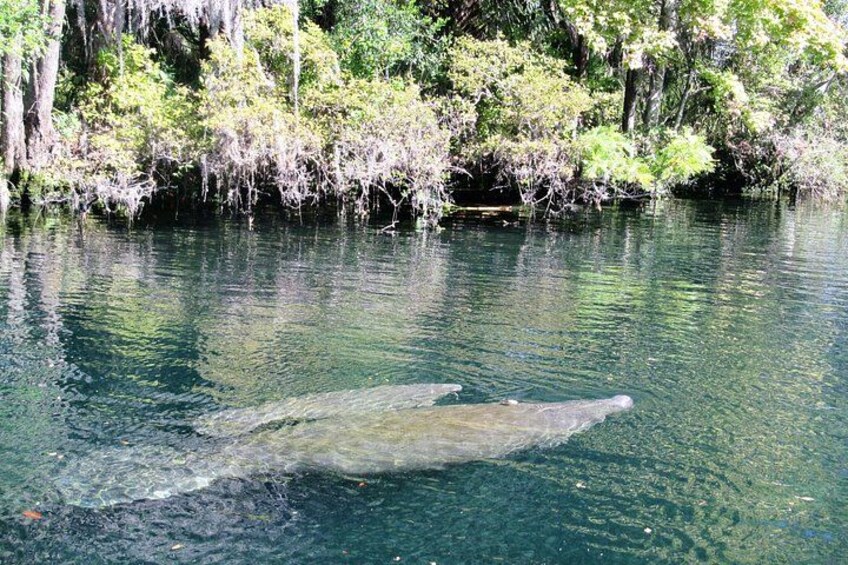 Mom and calf swimming by the boat. 1