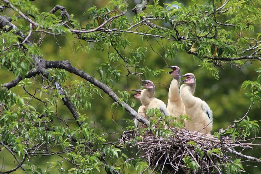 Baby Anhingas in their nest awaiting mom to bring them food 4