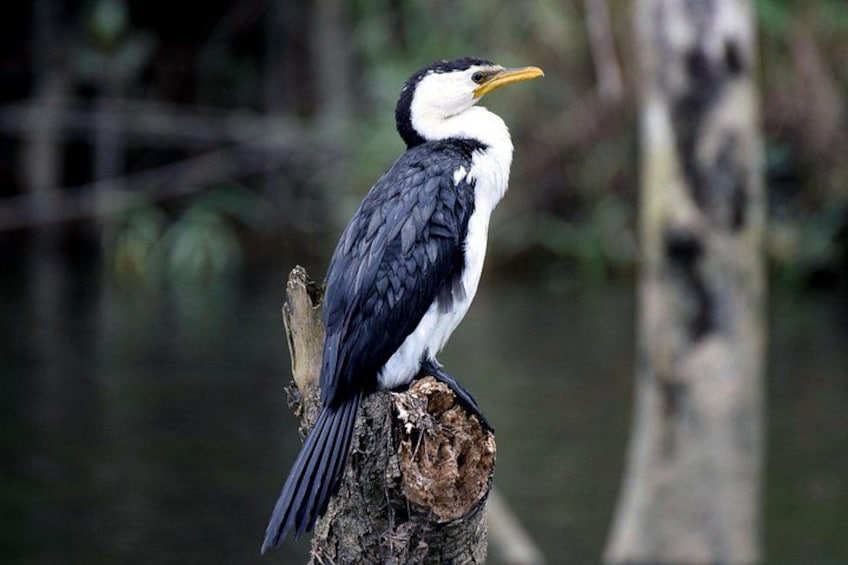 Daintree Waters Tour 2