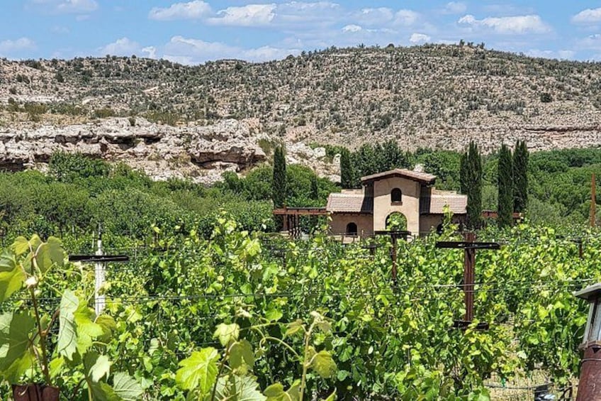 A vineyard with grapevines, a small building, and a rocky hillside in the background. 5