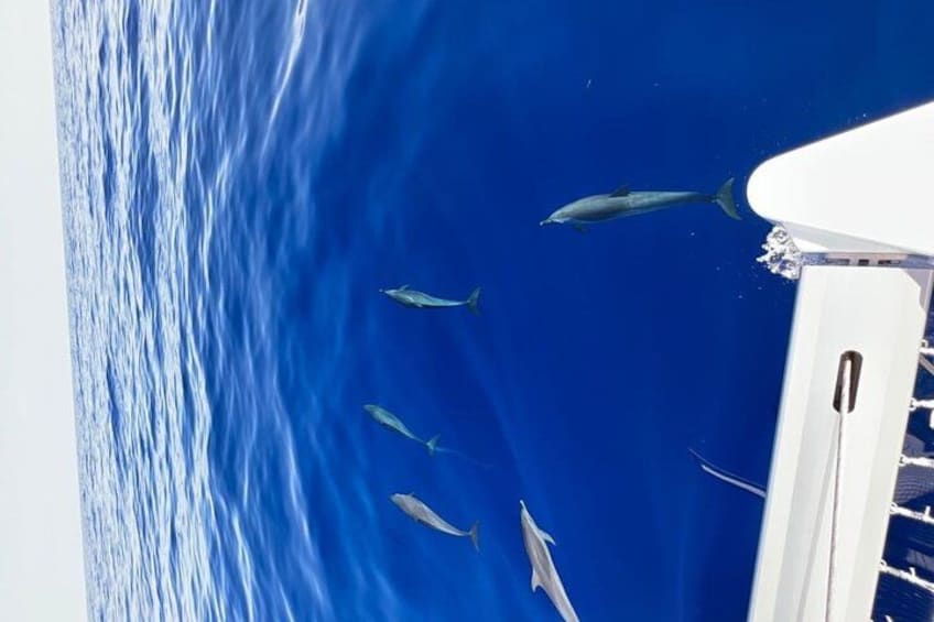 Full-Day Private Catamaran, Turks and Caicos Cruise 5