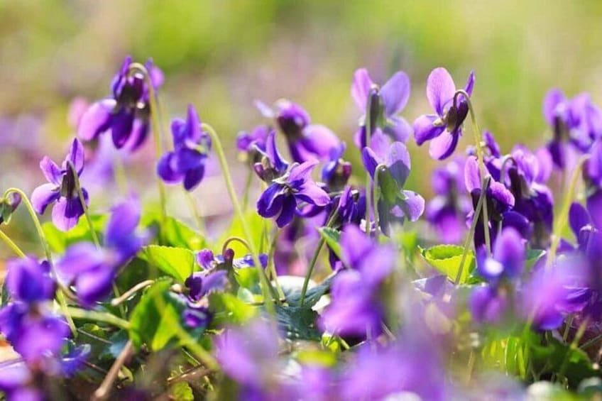 A field of purple flowers with green foliage. 5