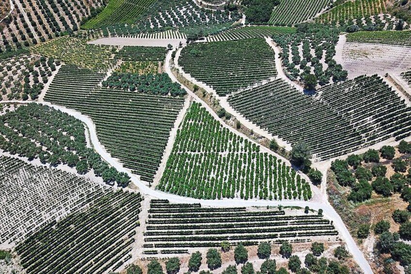 Wine Tasting at Douloufakis Winery’s Vineyards in Crete 3