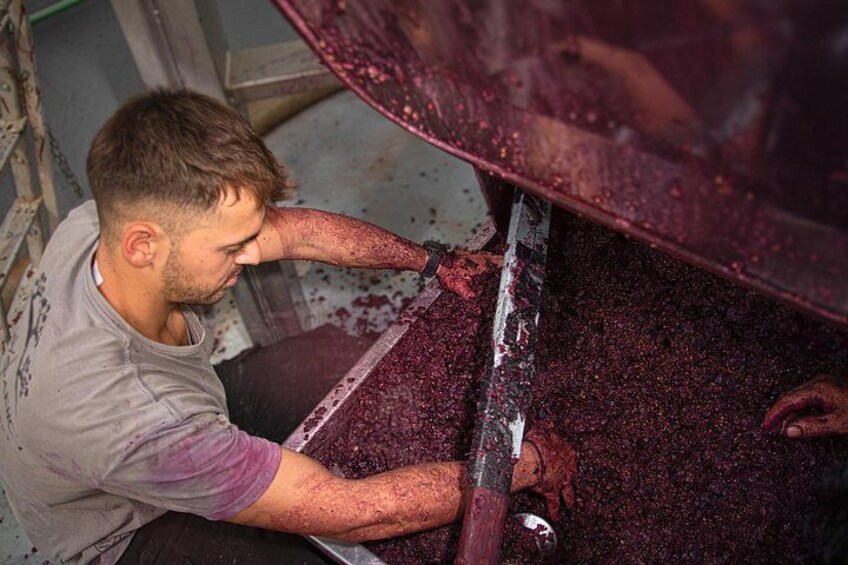 Wine Tasting at Douloufakis Winery’s Vineyards in Crete 5