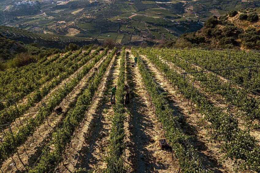 Wine Tasting at Douloufakis Winery’s Vineyards in Crete 4