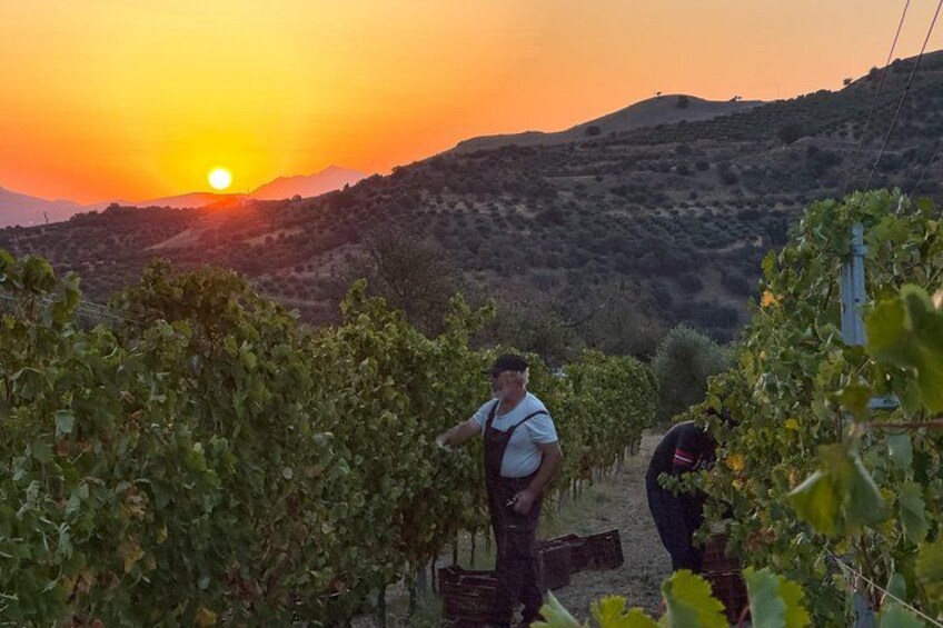 Wine Tasting at Douloufakis Winery’s Vineyards in Crete 3
