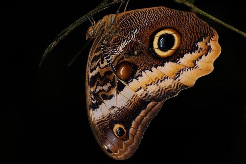 Admire the stunning detail of butterflies resting in the darkness. 2