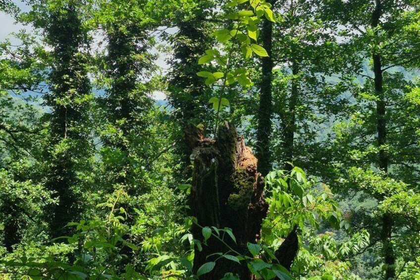 A forest with a large tree stump surrounded by dense green foliage. 2