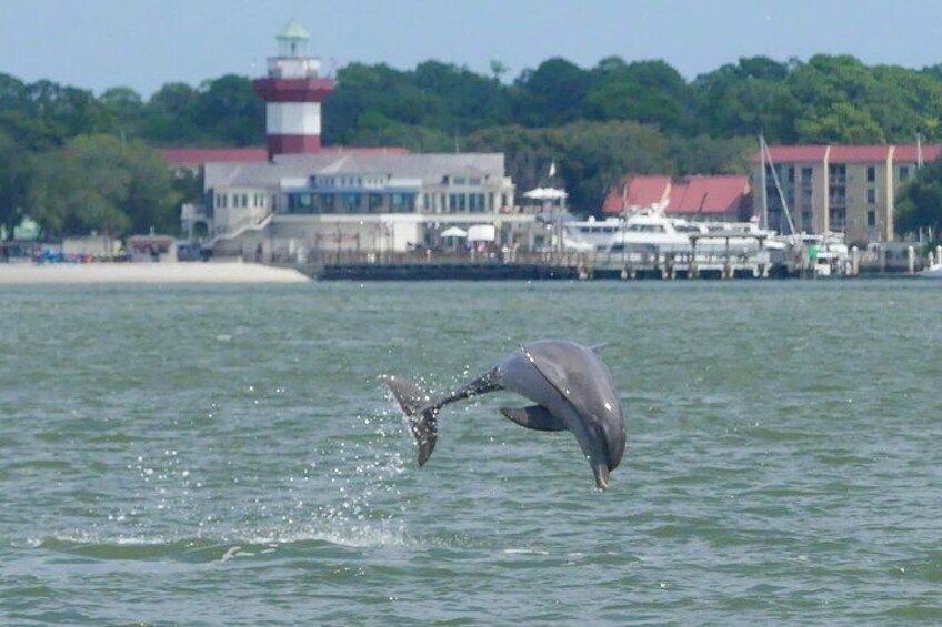 playful dolphins showing off their skills 3